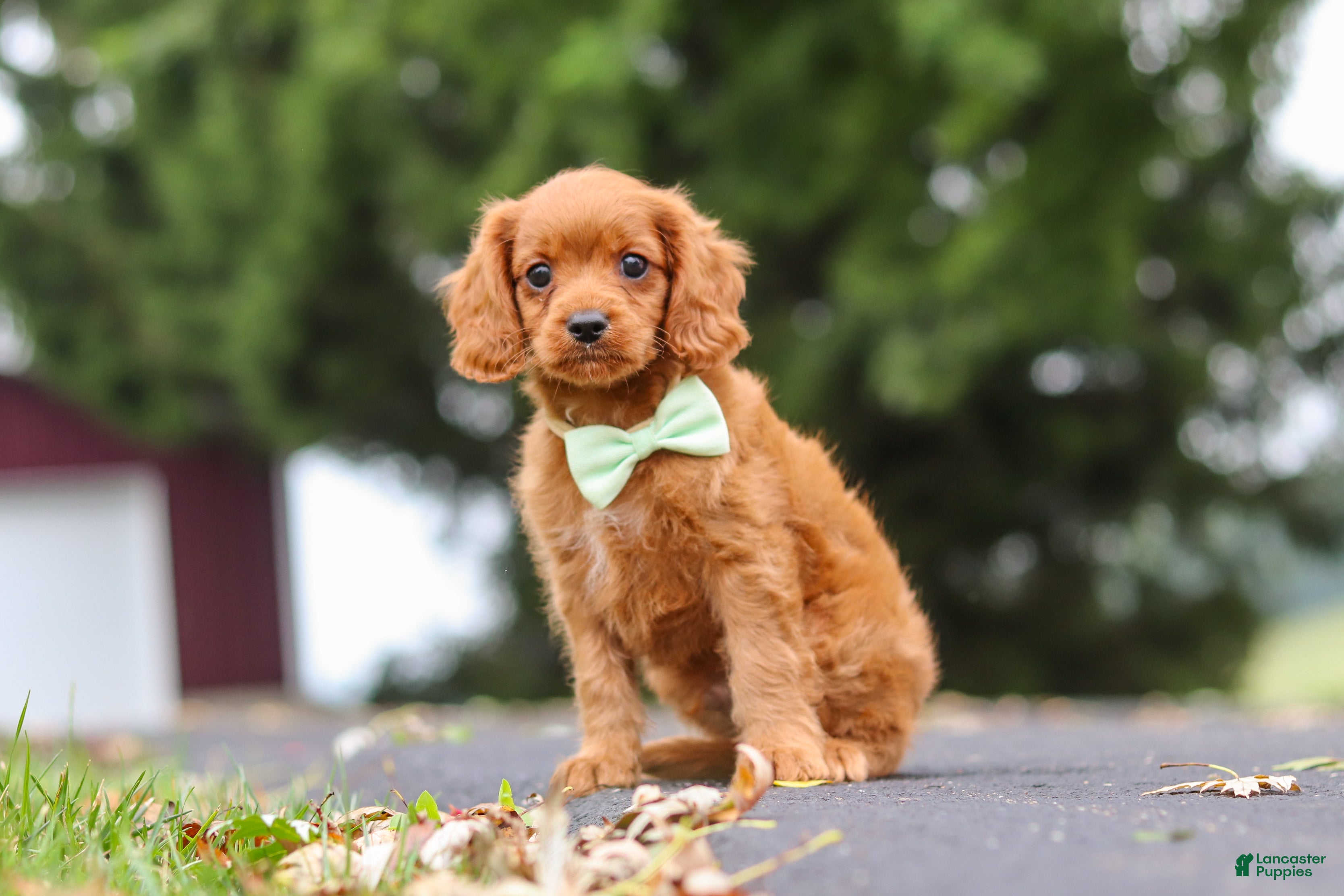 Cavapoo dogs Dax - Ad 2