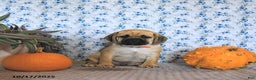 Puggle dogs for sale: Hosea - Ad 14