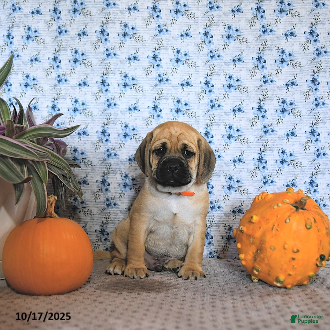 Puggle dogs for sale: Hosea - Ad 14
