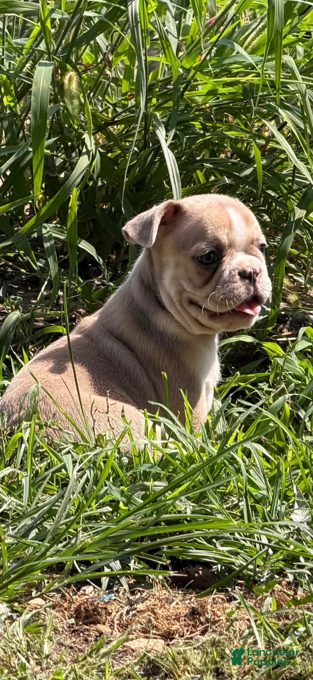 French Bulldog dogs for sale: French Bulldog 5 - Ad 3