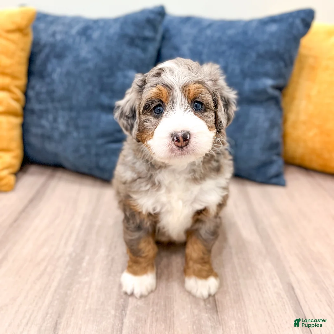 Mini Bernedoodle dogs for sale: Jasmine - Ad 2
