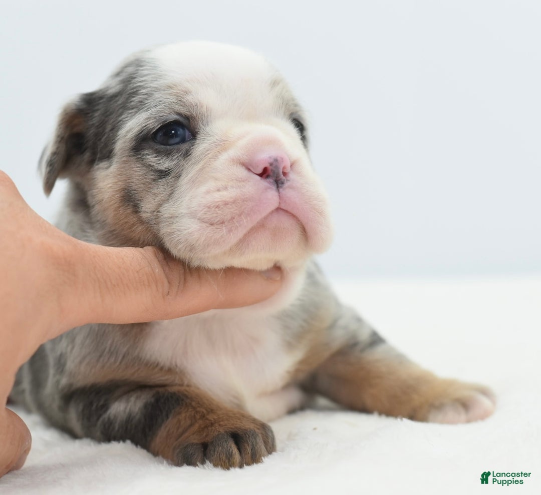 Mixed Breed dogs for sale: Aqua blue koi  - Ad 11