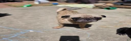 Pug dogs for sale: Pug 1 - Ad 4
