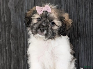 Teddy Bear dogs Kayla - Ad 32