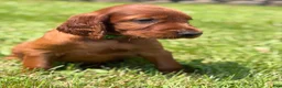 Irish Setter dogs for sale: Dark green collar  - Ad 4