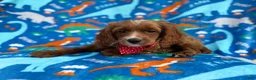 Cavapoo dogs for sale: Pongo - Ad 6