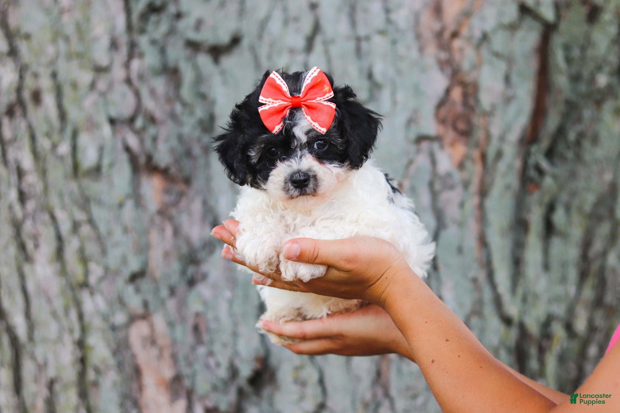 Maltipoo dogs Smore - Ad 2