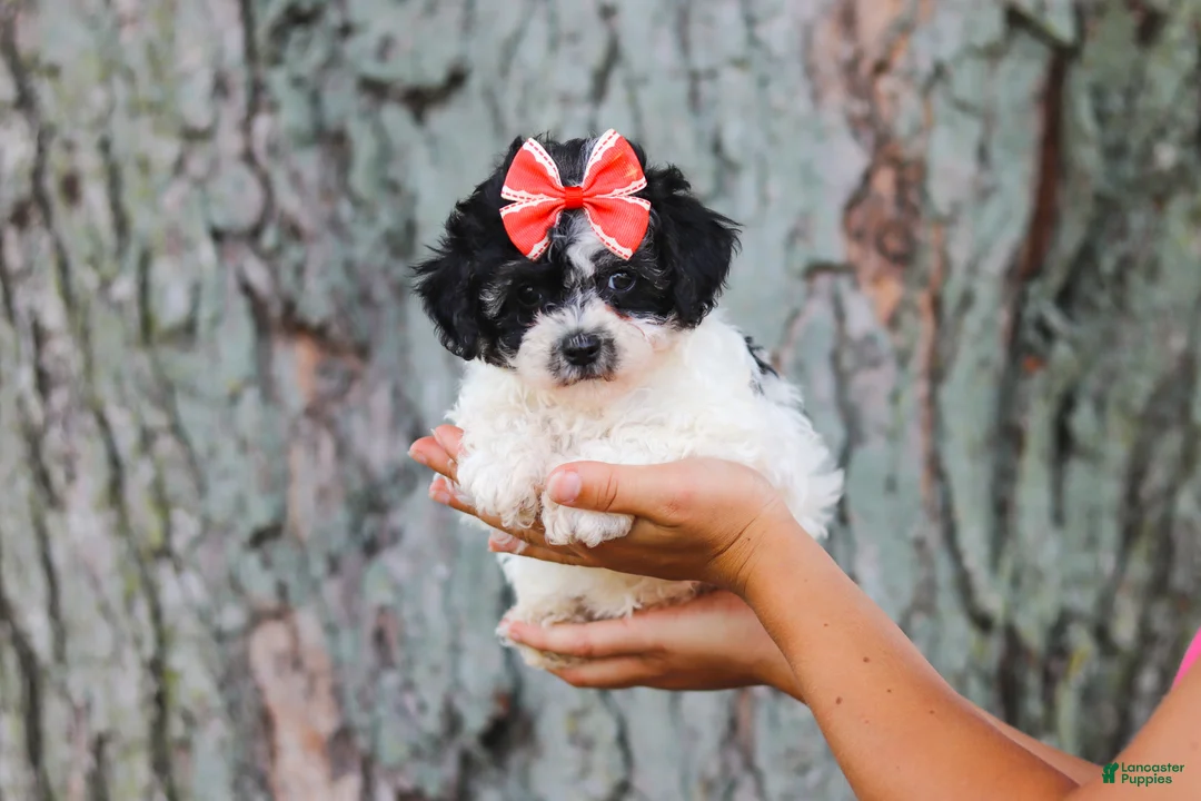Maltipoo dogs for sale: Smore - Ad 2