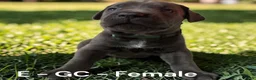 Cane Corso dogs for sale: Cane Corso Green - Ad 2