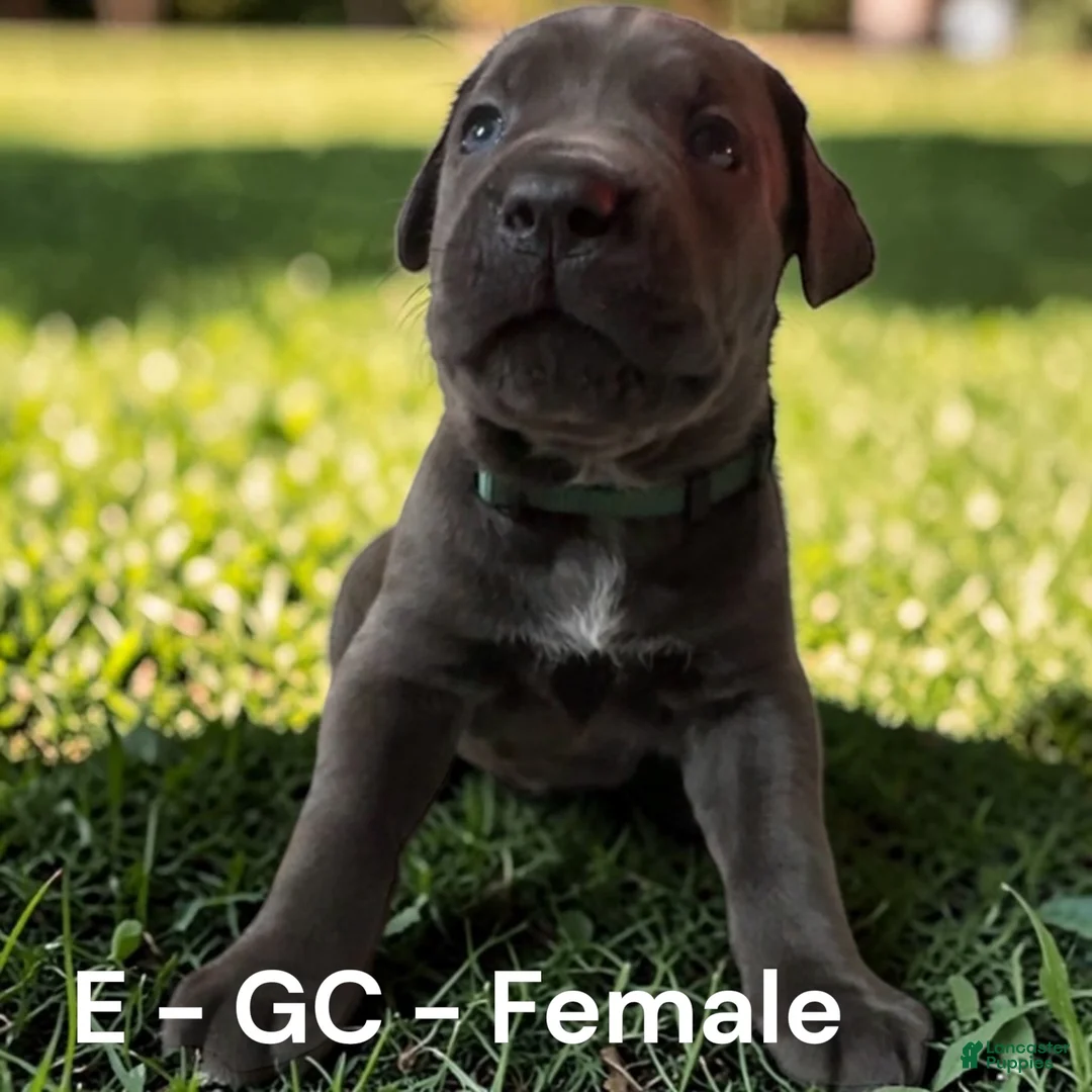 Cane Corso dogs for sale: Cane Corso Green - Ad 2
