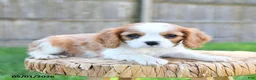 Cavalier King Charles Spaniel dogs for sale: Georgie - Ad 5