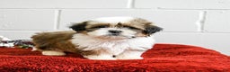 Shih Tzu dogs for sale: Holly - Ad 2