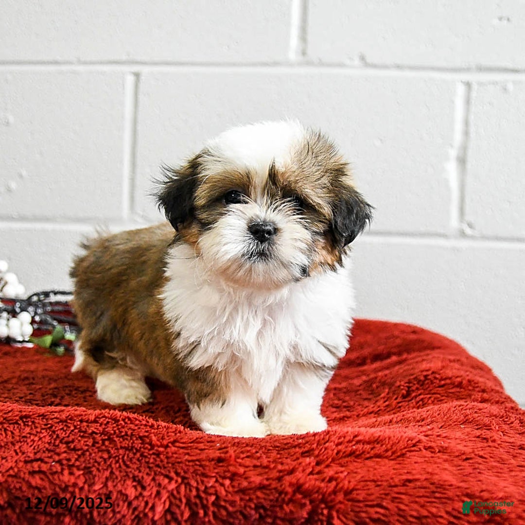 Shih Tzu dogs for sale: Holly - Ad 2
