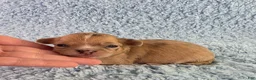 Chihuahua dogs for sale: AKC Nemo - Ad 6