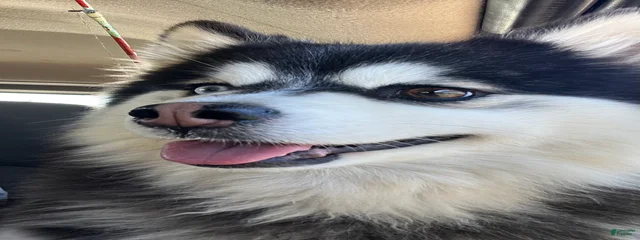 Akita