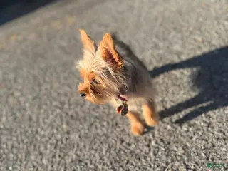 Yorkshire Terrier dogs Kardi Blue Merle - Ad 40