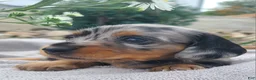 Miniature Dachshund dogs for sale: Kipper - Ad 3