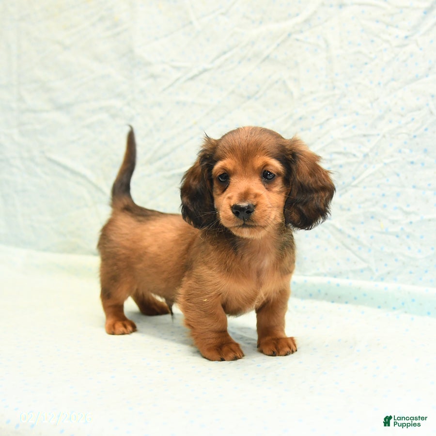 Miniature Dachshund dogs Max - Ad 7
