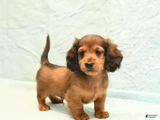 Miniature Dachshund dogs Max - Ad 7