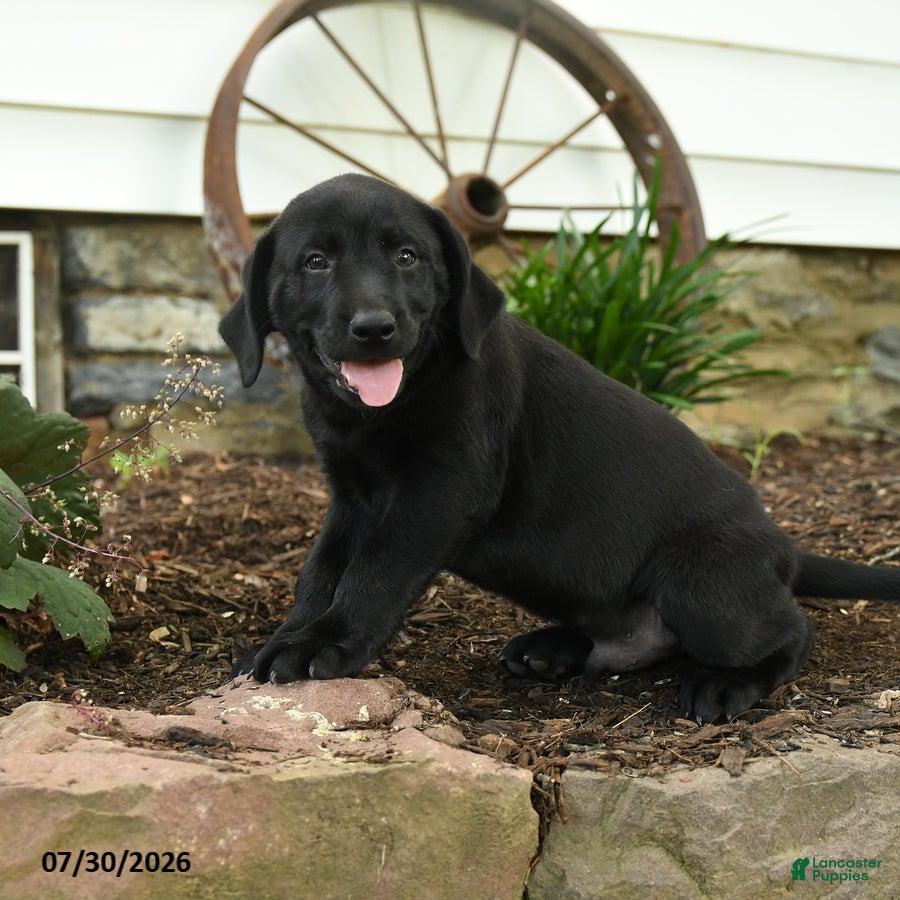 Labrador Retriever dogs Ford - Ad 2