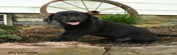 Labrador Retriever dogs for sale: Ford - Ad 2