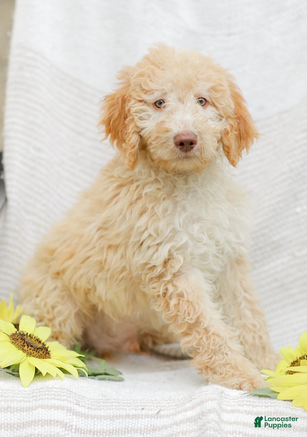 Mini Goldendoodle dogs Jeremy - Ad 2