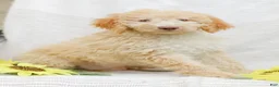 Mini Goldendoodle dogs for sale: Jeremy - Ad 2