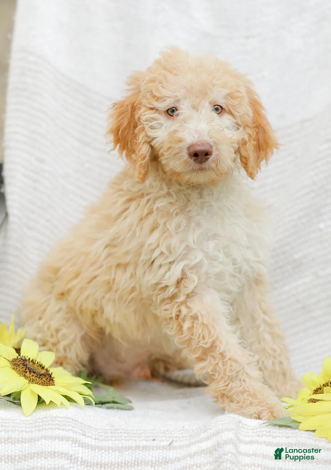 Mini Goldendoodle dogs for sale: Jeremy - Ad 2