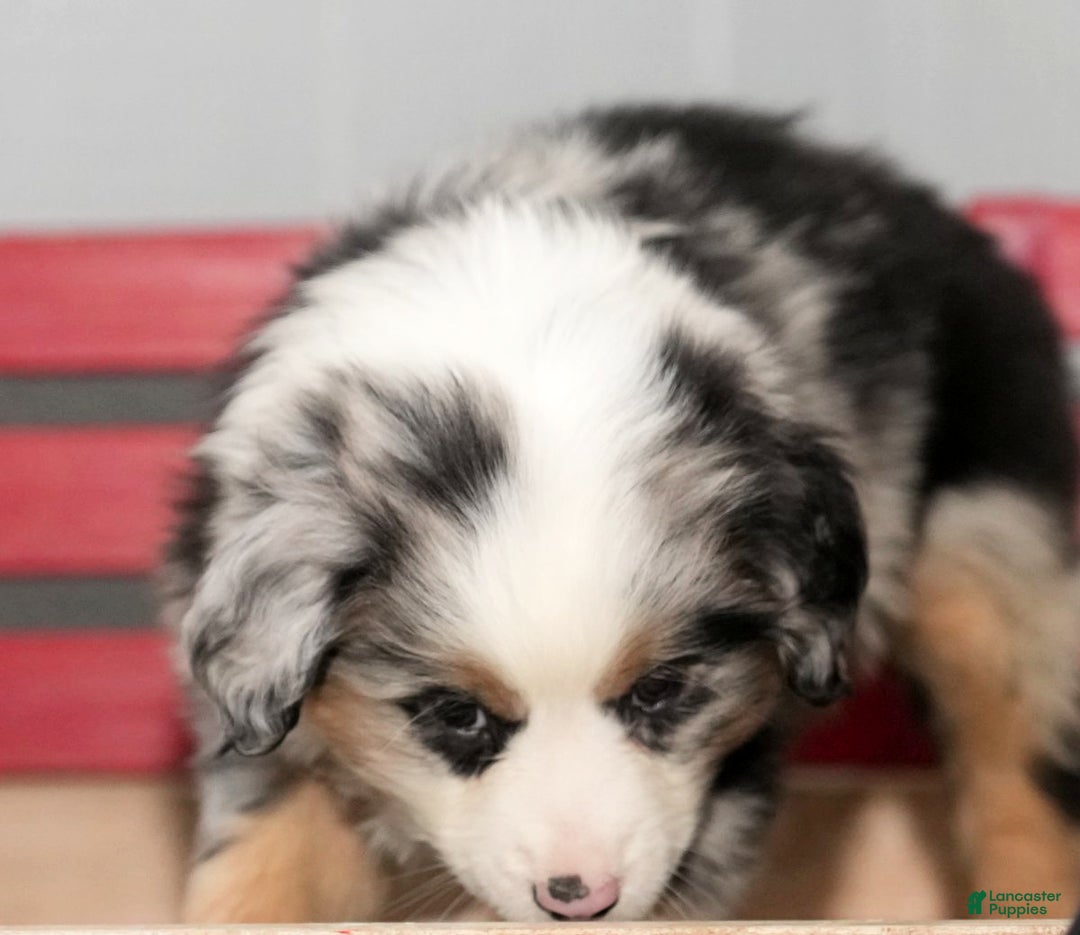 Miniature Australian Shepherd dogs for sale: Daisy - Ad 9