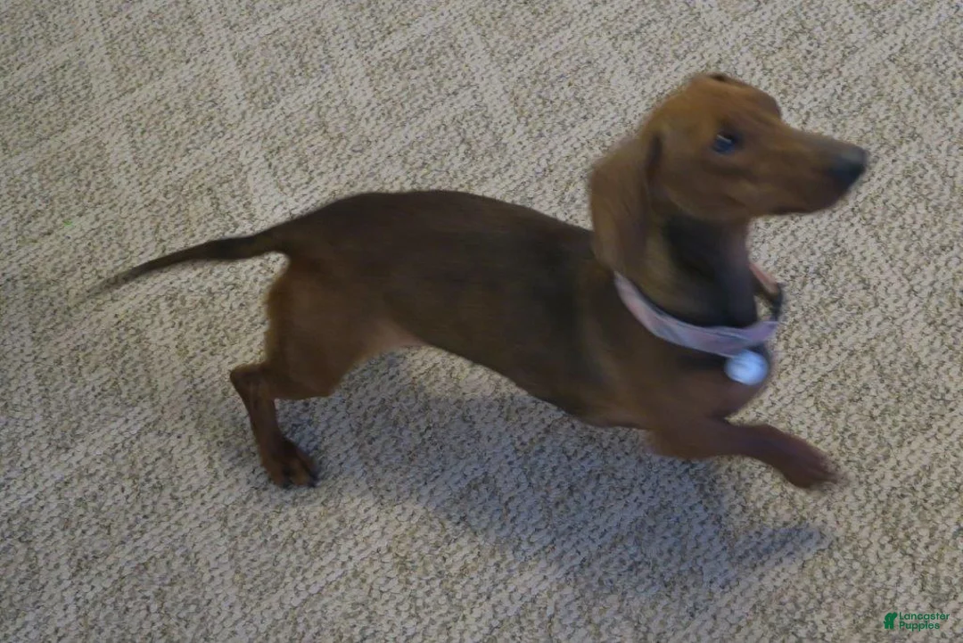 Dachshund dogs for sale: Taza - Ad 5