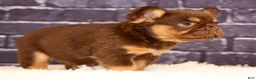 French Bulldog dogs for sale: CoCo - Ad 7