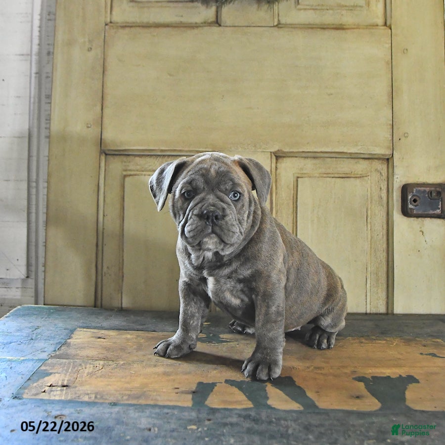 English Bulldog dogs Penny - Ad 1