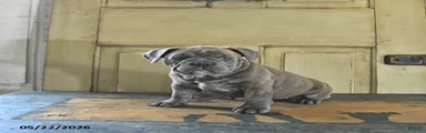 Penny