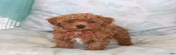 Maltipoo dogs for sale: Scout - Ad 3
