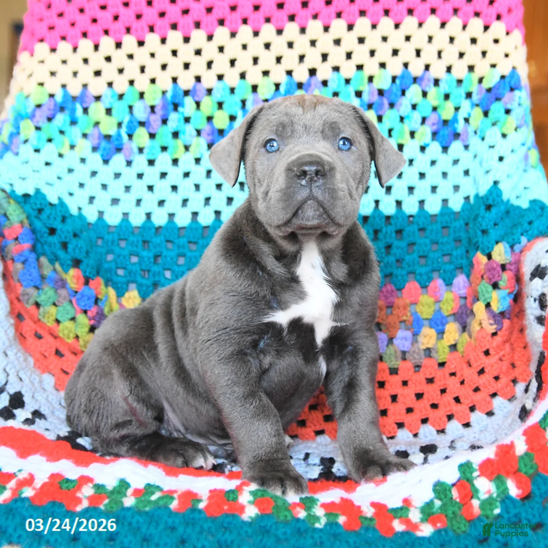 Cane Corso dogs for sale: Dozer - Ad 1