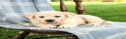 Mixed Breed dogs for sale: Cassie   - Ad 3