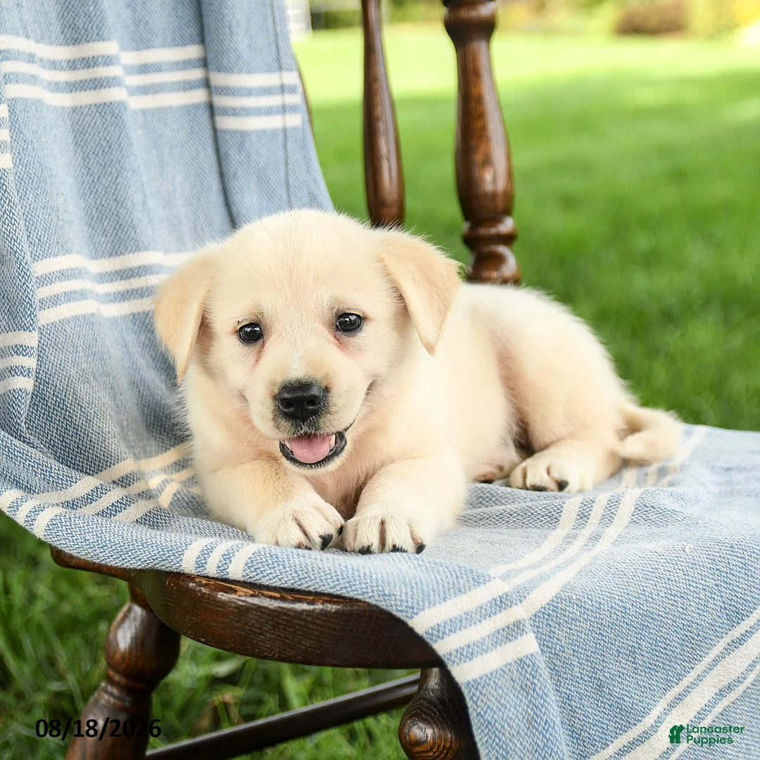 Mixed Breed dogs for sale: Cassie   - Ad 3