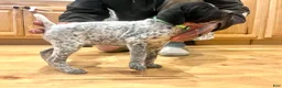 German Shorthaired Pointer dogs for sale: Martha Mae - Ad 9