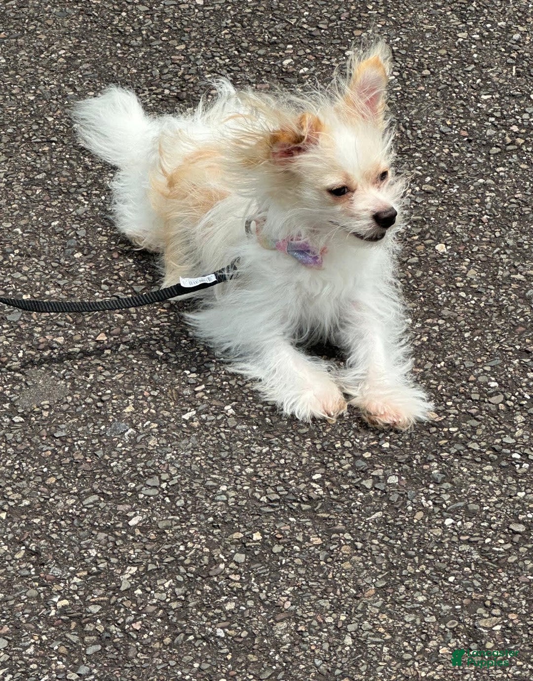 Gallery Image {{count}}