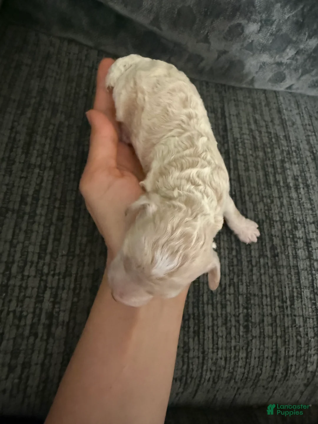 Toy Poodle dogs for sale: Toy Poodle 1 - Ad 2
