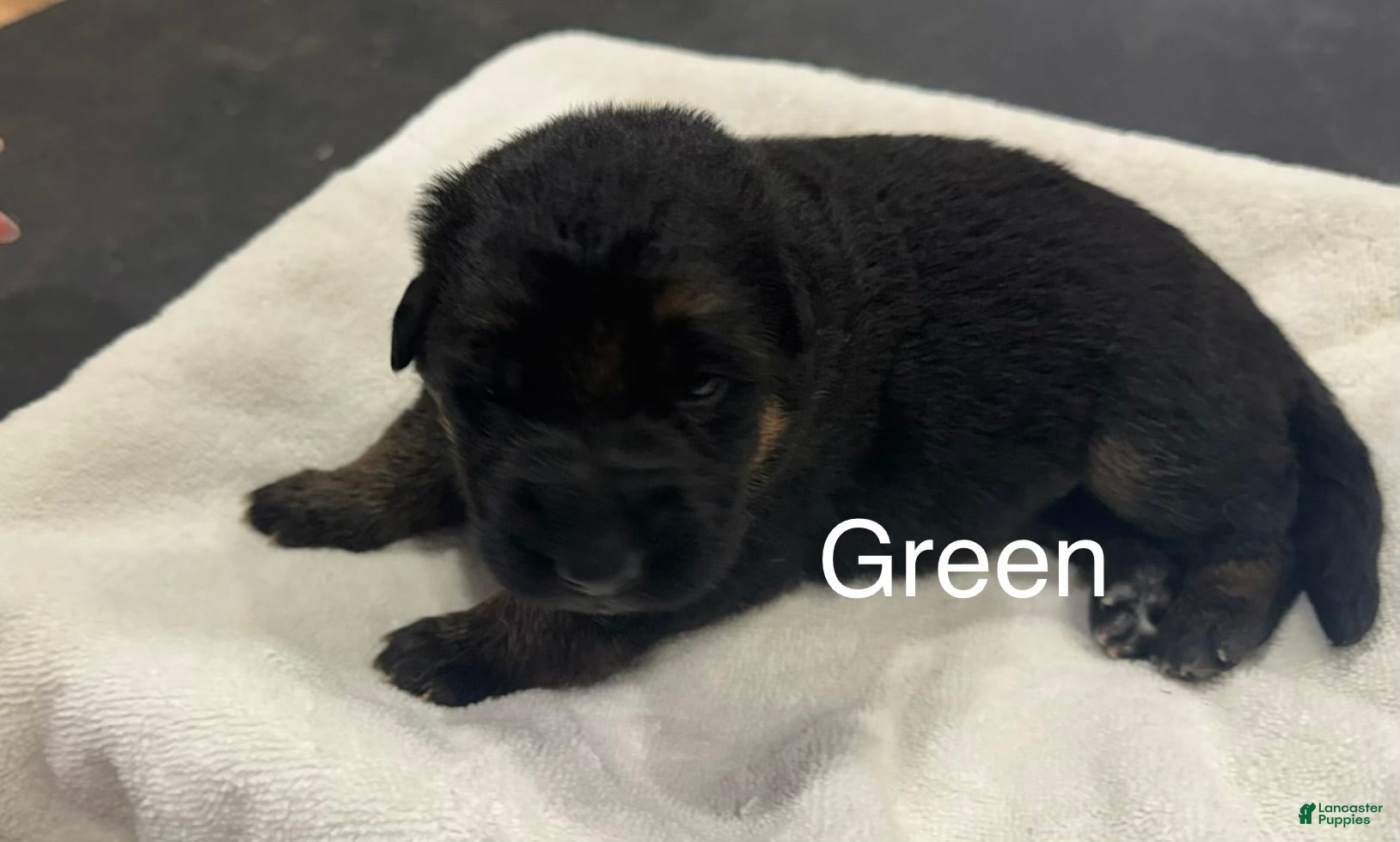 German Shepherd dogs Green - Ad 1