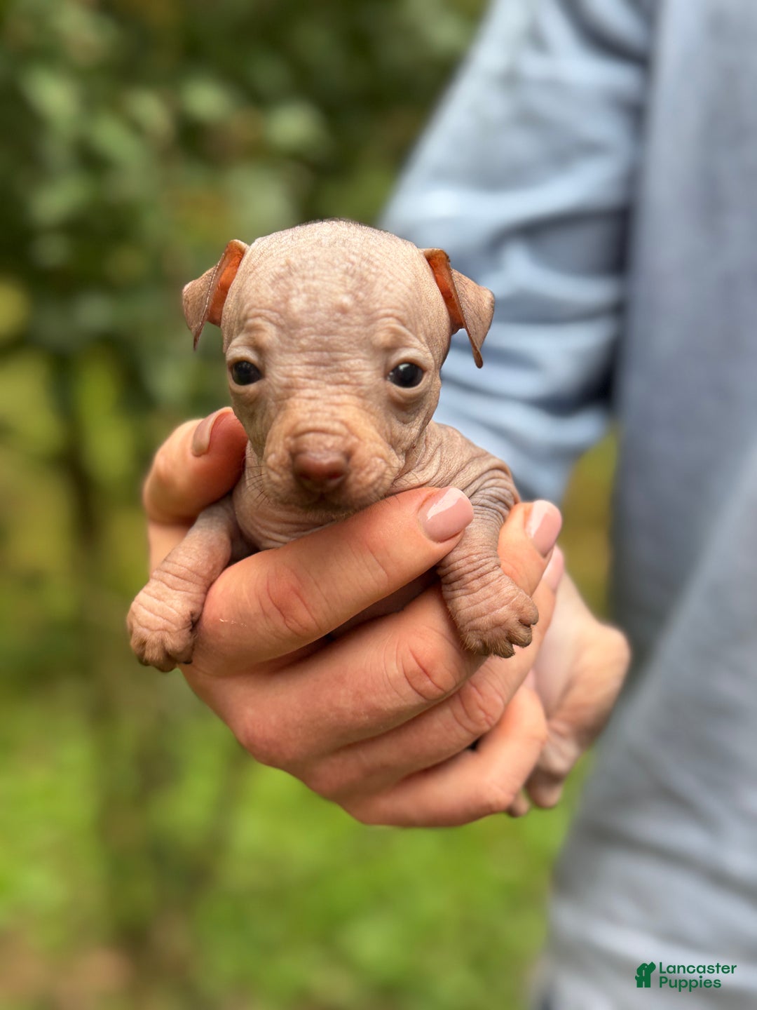 Mixed Breed dogs for sale: Cleopatra  - Ad 19