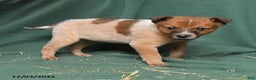 Australian Cattle Dog dogs for sale: Ozzie - Ad 3