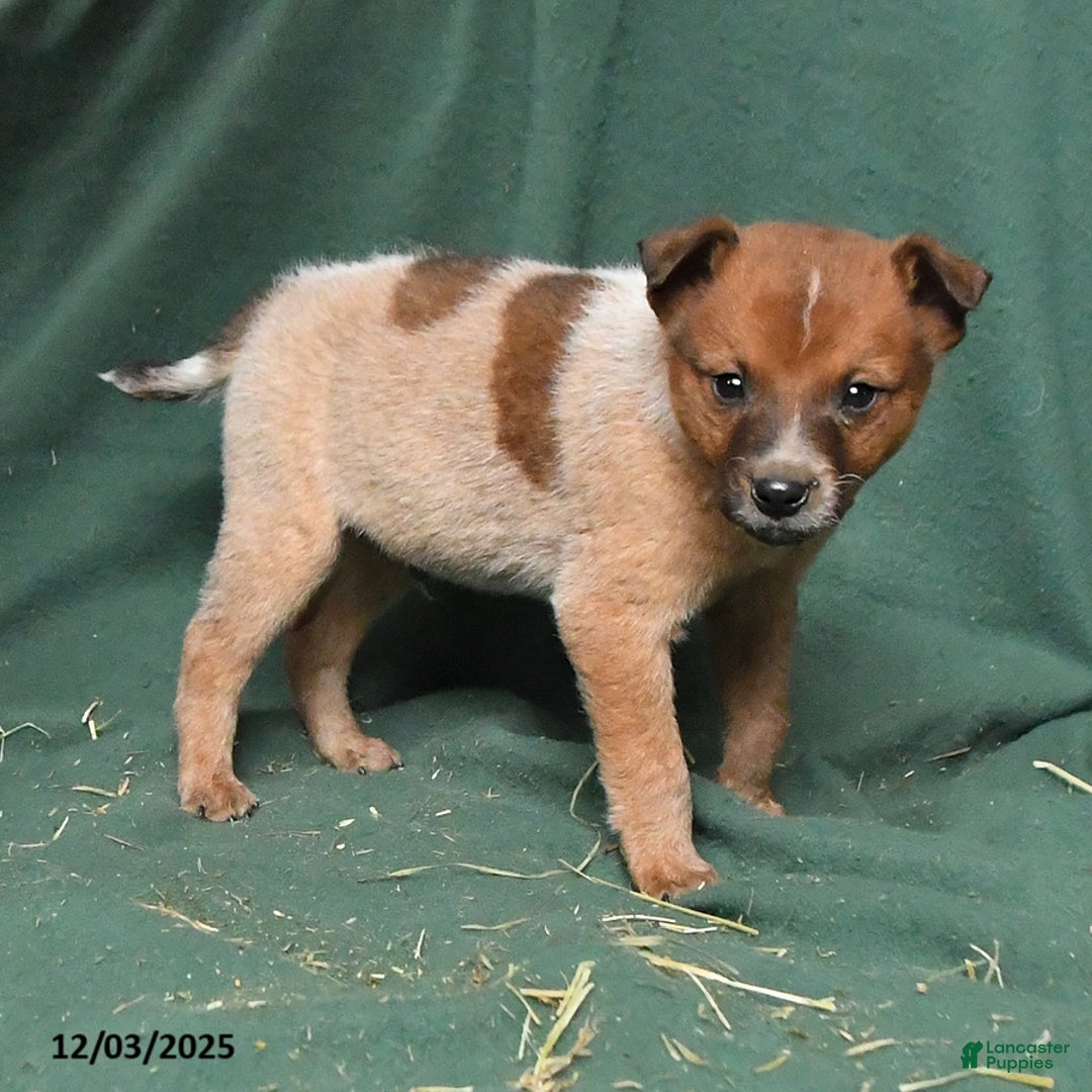 Australian Cattle Dog dogs for sale: Ozzie - Ad 3