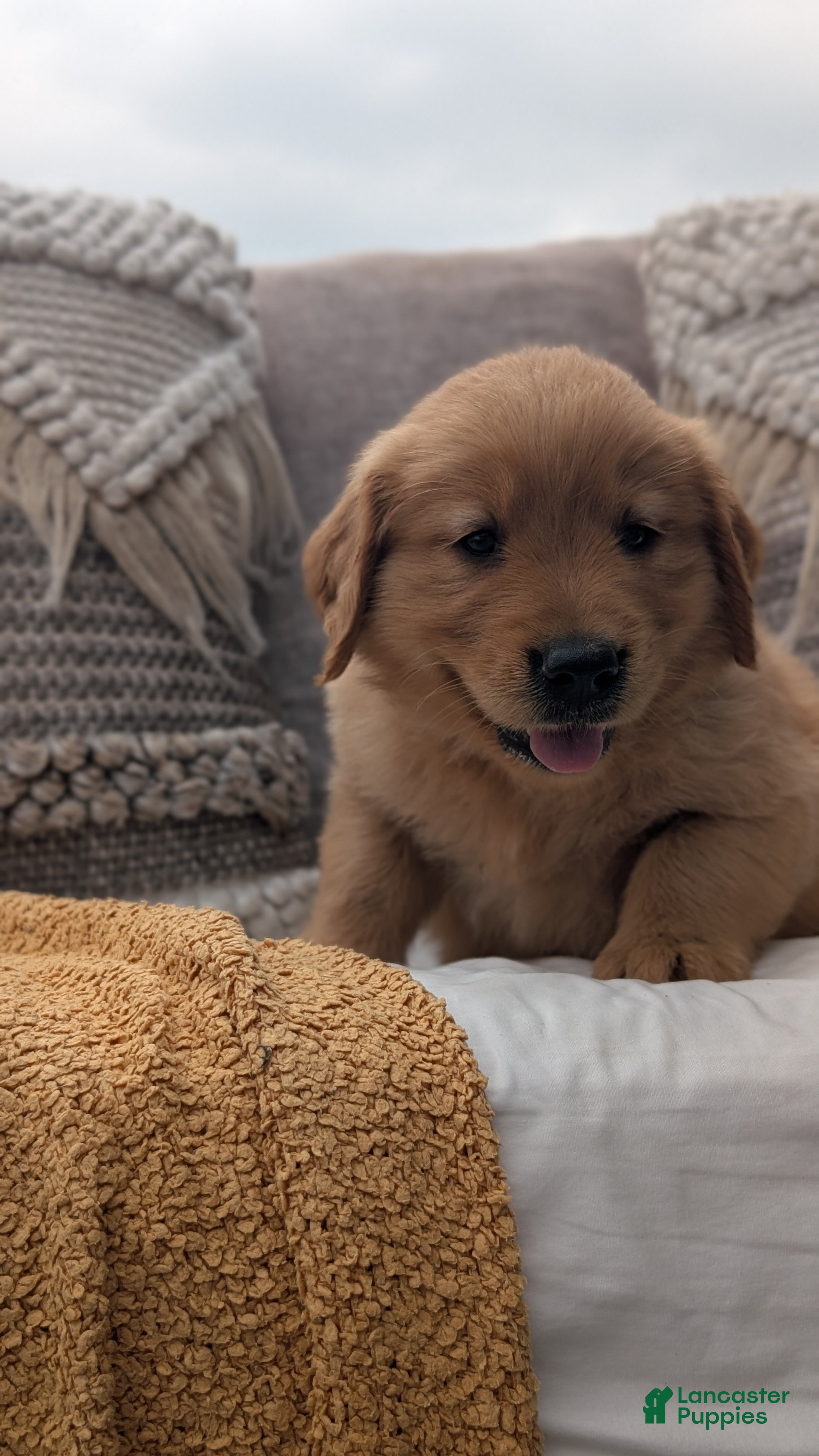 Golden Retriever dogs Spencer  - Ad 2
