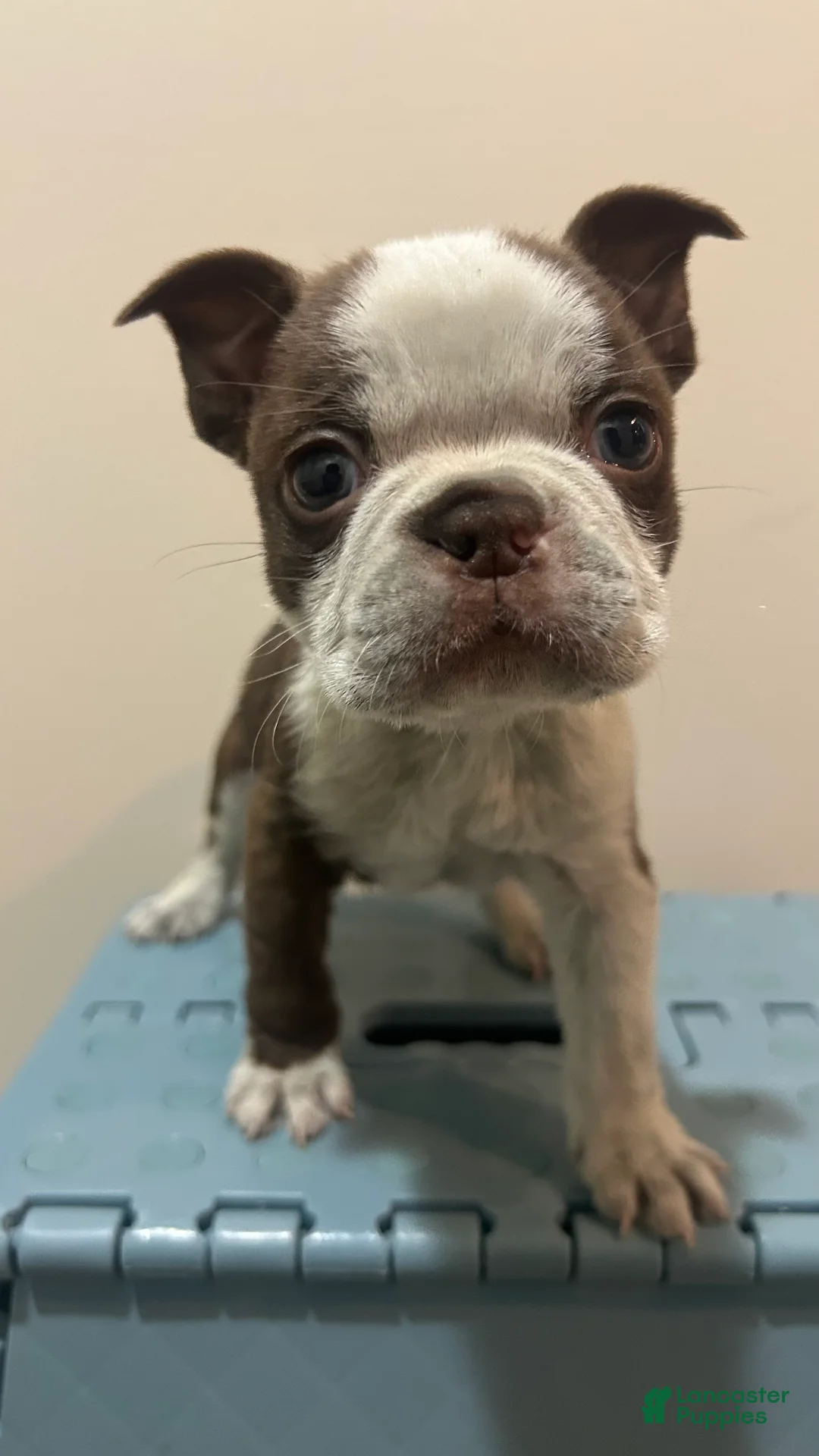 Boston Terrier dogs for sale: Dicky - Ad 1