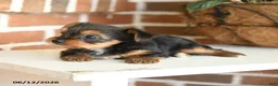 Yorkshire Terrier dogs for sale: Buddy - Ad 3