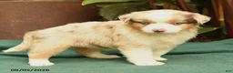 Miniature Australian Shepherd dogs for sale: Shan  - Ad 4