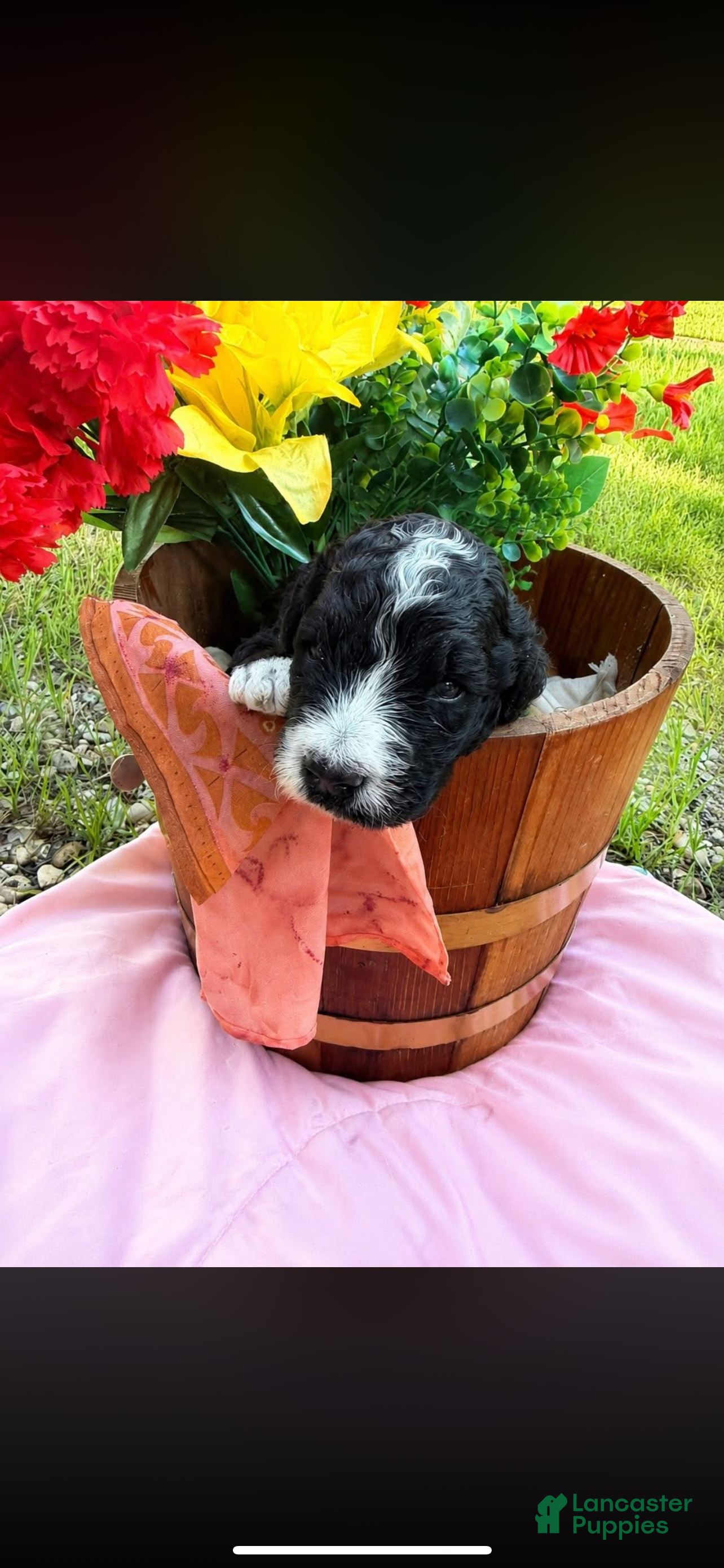 Mixed Breed dogs Mr. Tuxedo - Ad 12