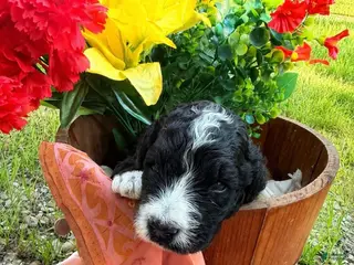 Mixed Breed dogs Mr. Tuxedo - Ad 8